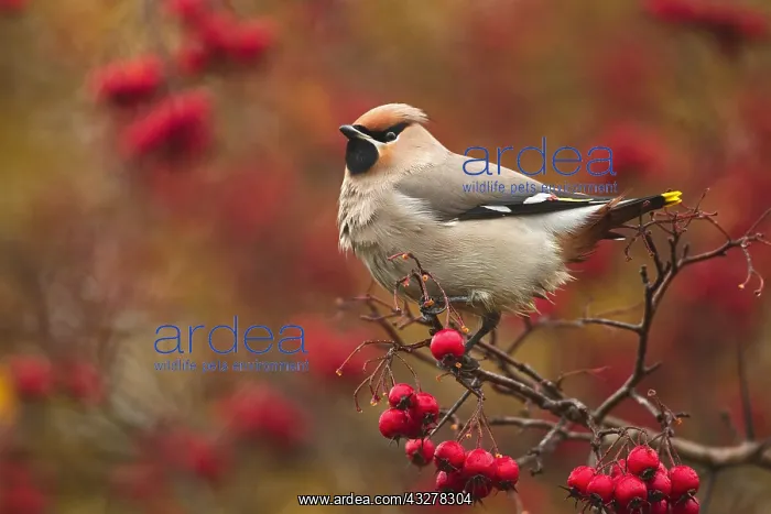 : Bohemian Waxwing (Bombycilla garrulus) perched : Bohemian Waxwing (Bombycilla garrulus) perched