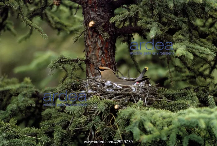 : Bohemian Waxwing - European : Bohemian Waxwing - European