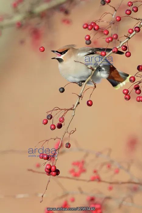 : Bohemian Waxwing - feeding on berry : Bohemian Waxwing - feeding on berry