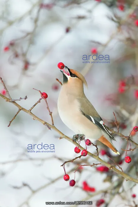  : Bohemian Waxwing - feeding on berry