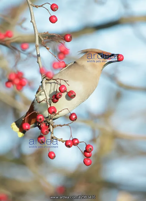 : Bohemian Waxwing - hanging from a Hawthorn twig : Bohemian Waxwing - hanging from a Hawthorn twig