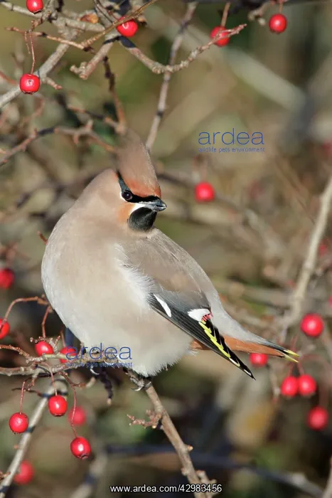 : Bohemian Waxwing - perched in bush amongst berries : Bohemian Waxwing - perched in bush amongst berries