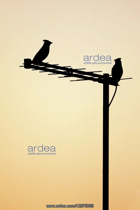: (Bohemian) Waxwing - silhouette of two birds on : (Bohemian) Waxwing - silhouette of two birds on