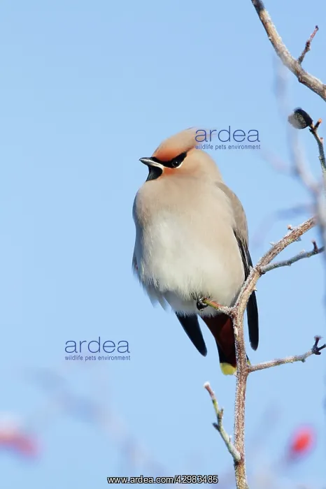 : Bohemian Waxwing - in winter : Bohemian Waxwing - in winter