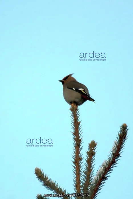 : Bohemian Waxwings : Bohemian Waxwings