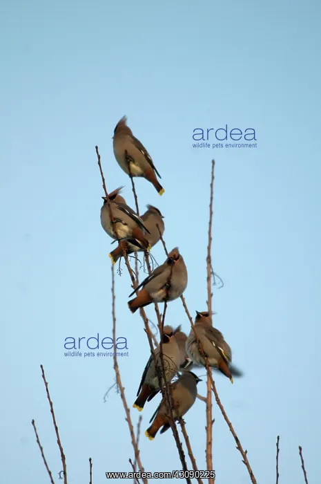 : Bohemian Waxwings : Bohemian Waxwings
