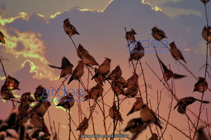 : Bohemian Waxwings : Bohemian Waxwings
