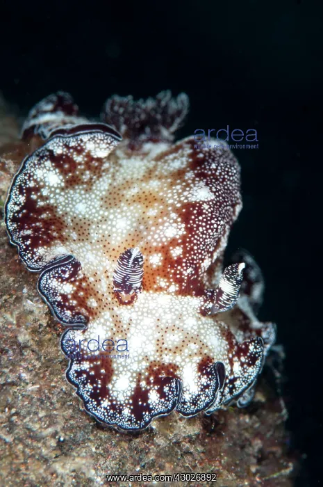 : Bohol Discodoris Nudibranch : Bohol Discodoris Nudibranch
