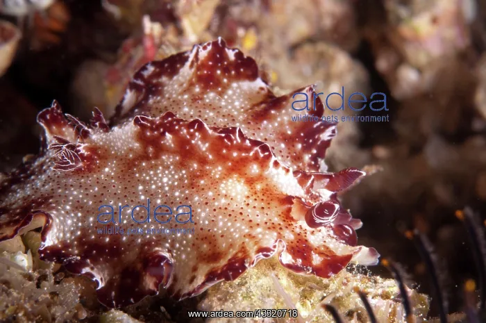 : Bohol Discodoris Nudibranch - during night dive : Bohol Discodoris Nudibranch - during night dive