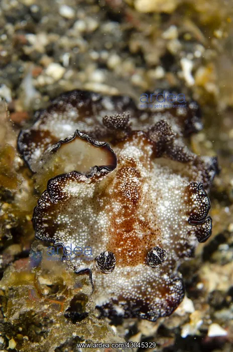 : Bohol Discodoris Nudibranch - Sedam dive site, Seraya : Bohol Discodoris Nudibranch - Sedam dive site, Seraya