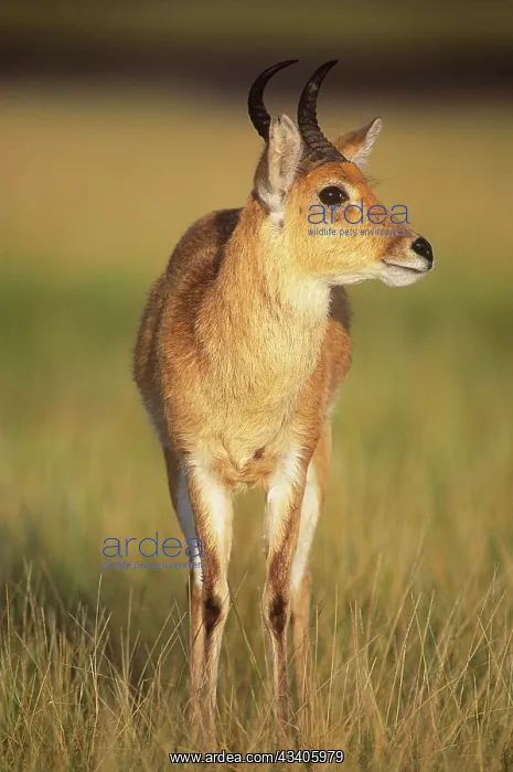  : Bohor reedbuck