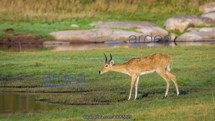 : Bohor reedbuck in Kruger National park, South Africa : Bohor reedbuck in Kruger National park, South Africa