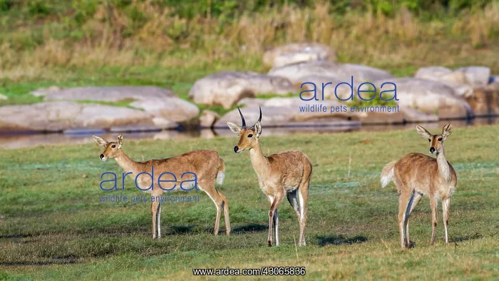 : Bohor reedbuck in Kruger National park, South Africa : Bohor reedbuck in Kruger National park, South Africa