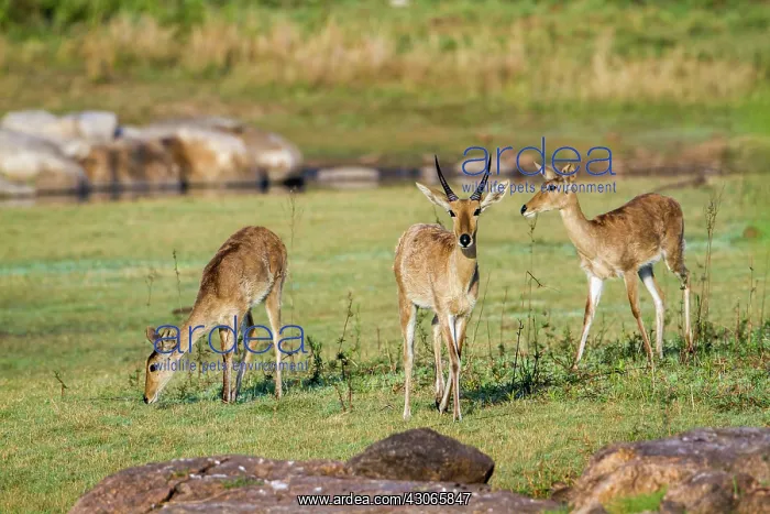 : Bohor reedbuck in Kruger National park, South Africa : Bohor reedbuck in Kruger National park, South Africa