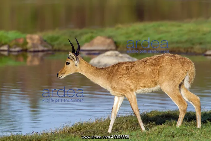 : Bohor reedbuck in Kruger National park, South Africa : Bohor reedbuck in Kruger National park, South Africa