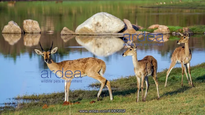 : Bohor reedbuck in Kruger National park, South Africa : Bohor reedbuck in Kruger National park, South Africa