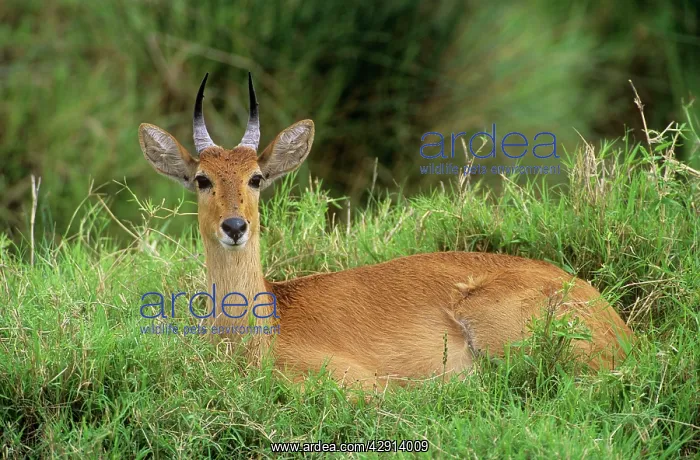 : Bohor Reedbuck - male : Bohor Reedbuck - male