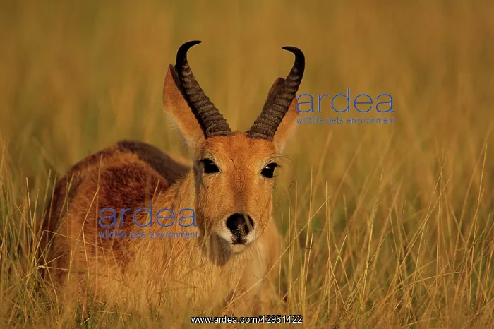 : Bohor Reedbuck - male : Bohor Reedbuck - male