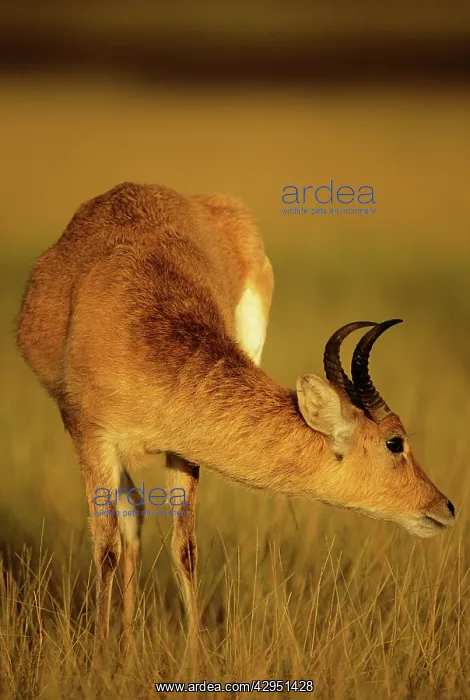 : Bohor Reedbuck - male : Bohor Reedbuck - male