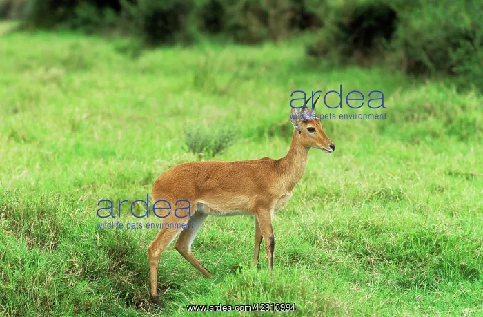 : Bohor Reedbuck - ram : Bohor Reedbuck - ram