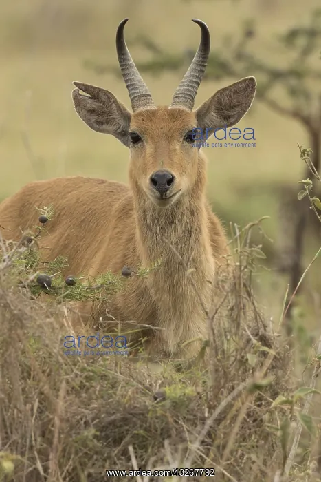 : bohor reedbuck (Redunca redunca), Nairobi national : bohor reedbuck (Redunca redunca), Nairobi national