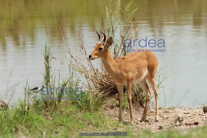 : Bohor Reedbuck - standing by waterhole : Bohor Reedbuck - standing by waterhole