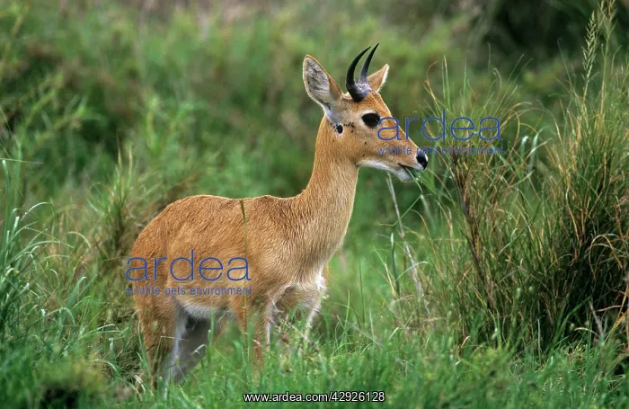 : Bohor REEDBUCK - side view, in grass : Bohor REEDBUCK - side view, in grass