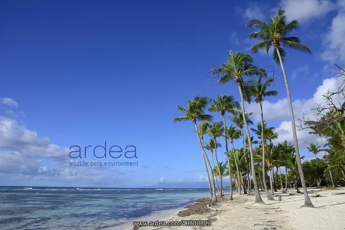 : Bois Jolan beach, Sainte-Anne, Guadeloupe, French : Bois Jolan beach, Sainte-Anne, Guadeloupe, French