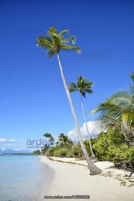: Bois Jolan beach, Sainte-Anne, Guadeloupe, French : Bois Jolan beach, Sainte-Anne, Guadeloupe, French