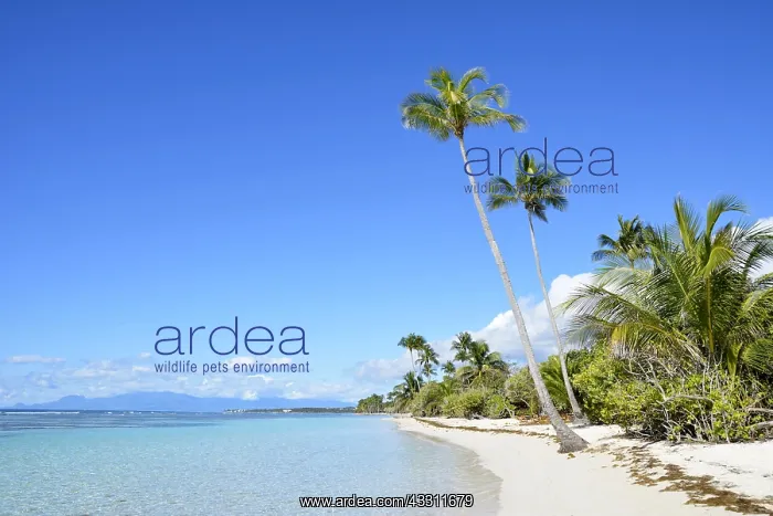 : Bois Jolan beach, Sainte-Anne, Guadeloupe, French : Bois Jolan beach, Sainte-Anne, Guadeloupe, French