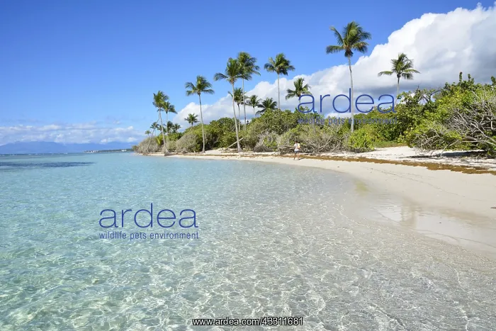 : Bois Jolan beach, Sainte-Anne, Guadeloupe, French : Bois Jolan beach, Sainte-Anne, Guadeloupe, French