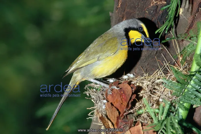 : Bokmakierie Shrike : Bokmakierie Shrike