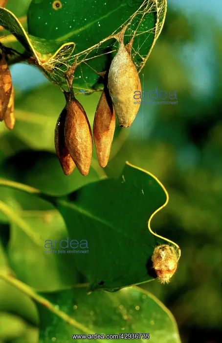 : A 'bolasI spider - cluster of egg sacs with spider below : A 'bolasI spider - cluster of egg sacs with spider below