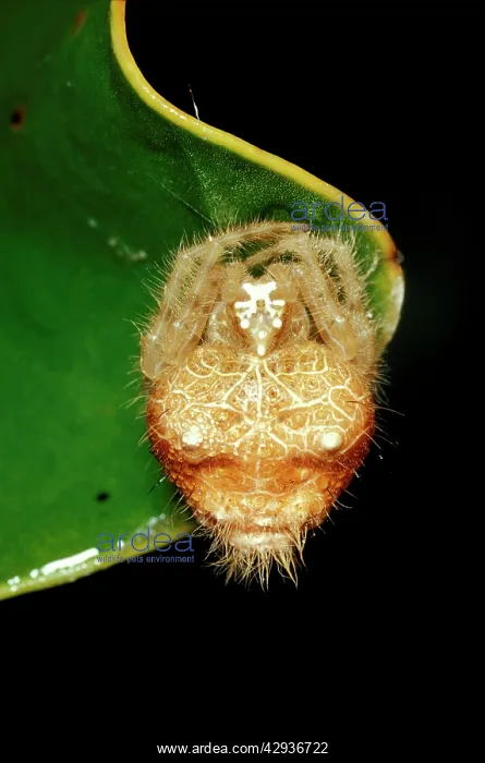 : A 'bolasI spider - in daytime retreat : A 'bolasI spider - in daytime retreat