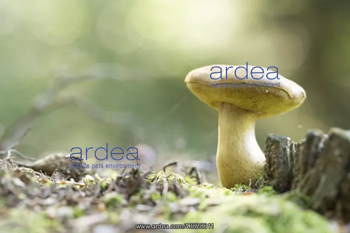 : Bolete (Boletaceae) growing, The Netherlands, G : Bolete (Boletaceae) growing, The Netherlands, G