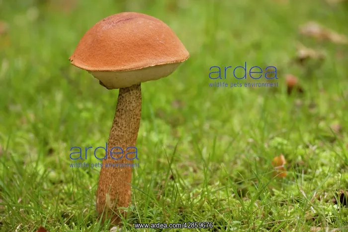 : A bolete fungus : A bolete fungus
