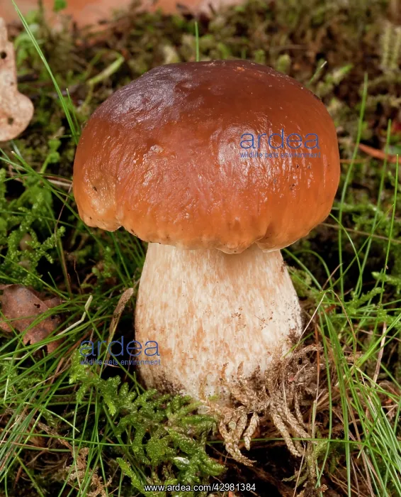: Boletus (Boletus edulis). Fruiting body : Boletus (Boletus edulis). Fruiting body