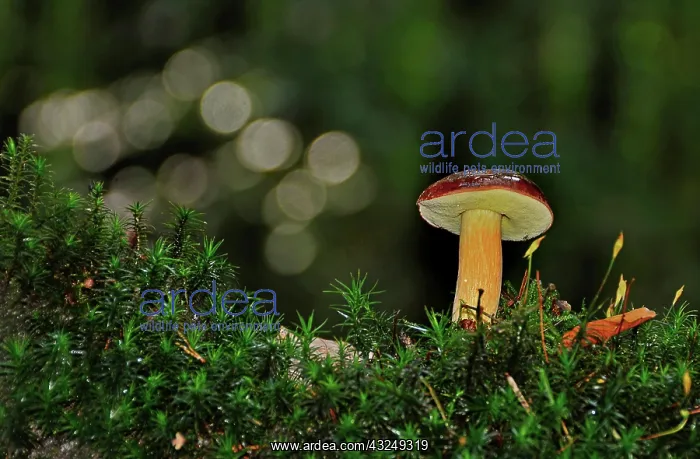: Boletus (Boletaceae) in the forest, Klnvensteen : Boletus (Boletaceae) in the forest, Klnvensteen