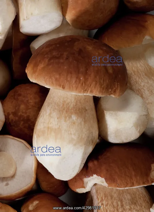 : Boletus - Cleaned fruiting bodies : Boletus - Cleaned fruiting bodies