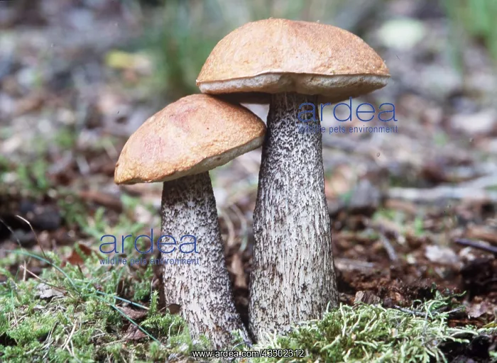 : BOLETUS FUNGI - x two : BOLETUS FUNGI - x two