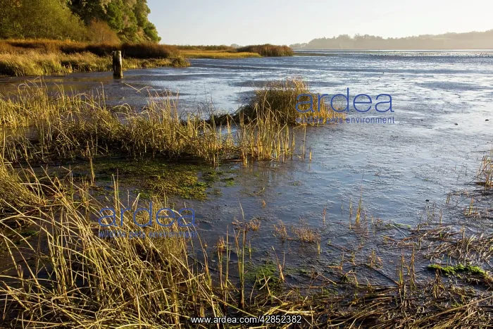 : Bolinas Lagoon, near San Francisco, fault lake : Bolinas Lagoon, near San Francisco, fault lake