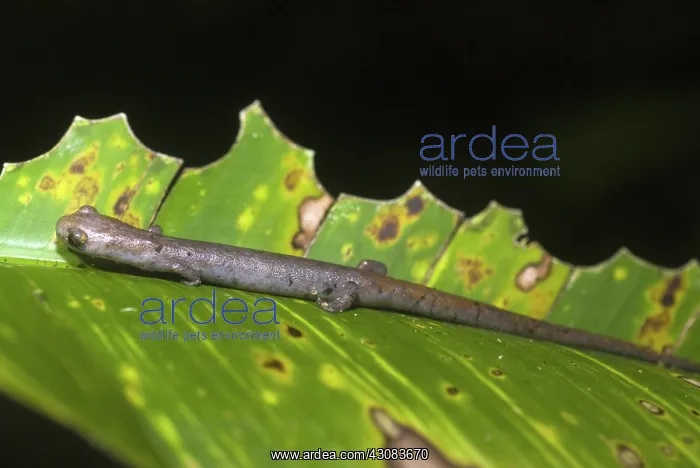 : Bolitoglossa altamazonica : Bolitoglossa altamazonica