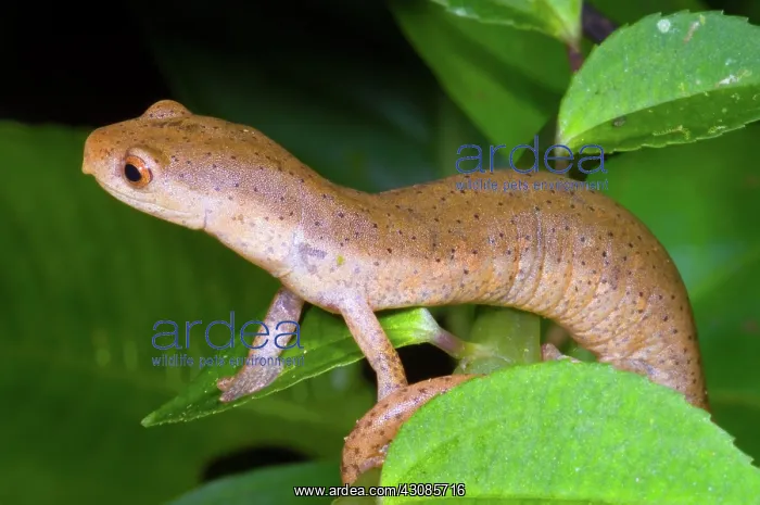 : Bolitoglossine Salamander : Bolitoglossine Salamander
