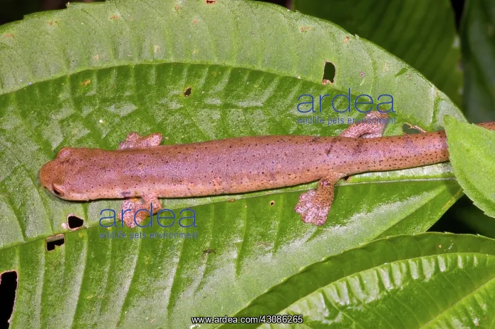 : Bolitoglossine Salamander : Bolitoglossine Salamander