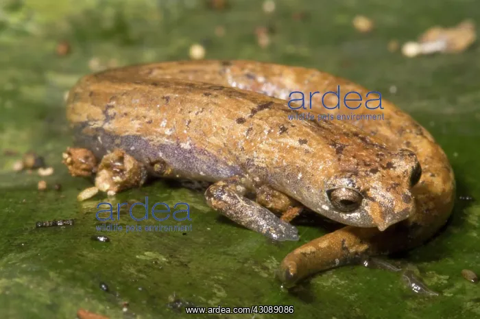 : Bolitoglossine Salamander : Bolitoglossine Salamander