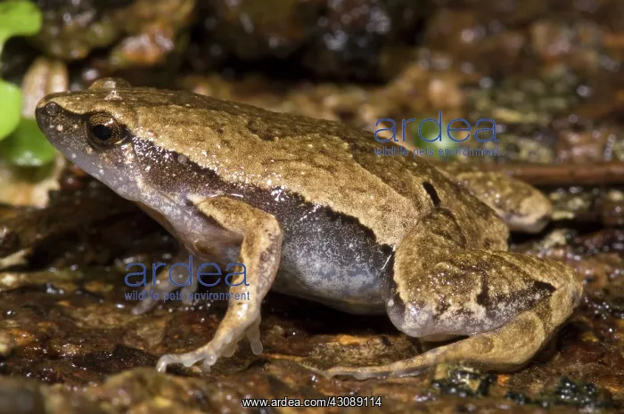 : Bolivian Bleating Frog : Bolivian Bleating Frog