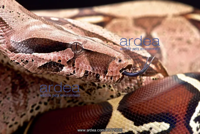 : Bolivian boa (Boa constrictor amarali), Bolivia : Bolivian boa (Boa constrictor amarali), Bolivia