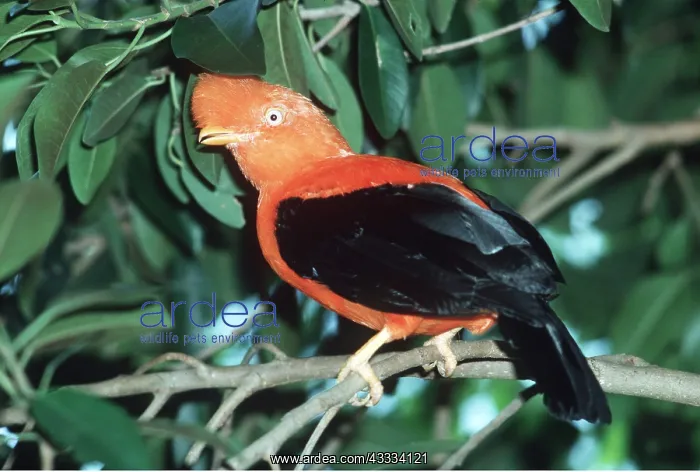: Bolivian Cock-of-the-Rock - male : Bolivian Cock-of-the-Rock - male