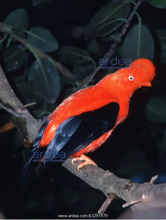 : Bolivian Cock of the Rock - on branch : Bolivian Cock of the Rock - on branch