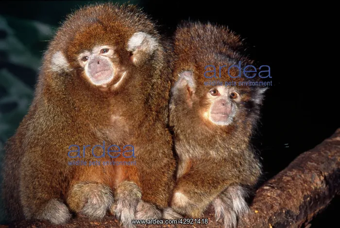 : Bolivian Grey Titi Monkey : Bolivian Grey Titi Monkey